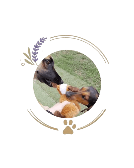 presentation chiens centre aere 1