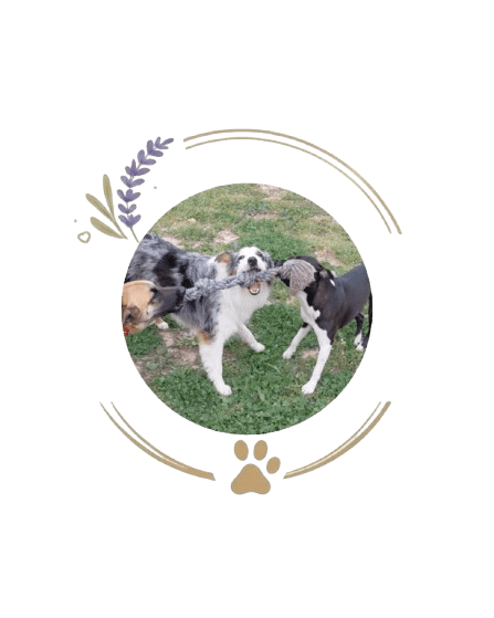 presentation chiens centre aere 2