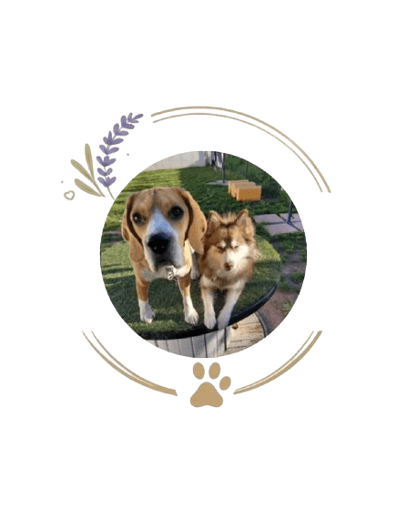 presentation chiens centre aere 3