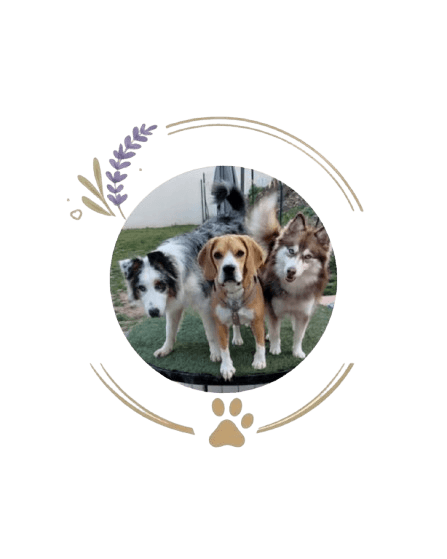 presentation chiens centre aere 4