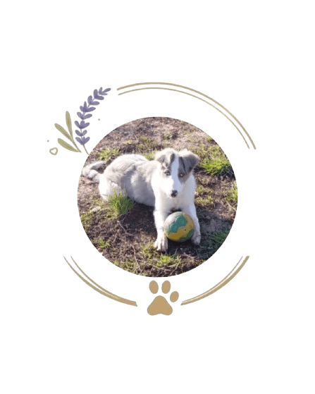 presentation chiens centre aere 5