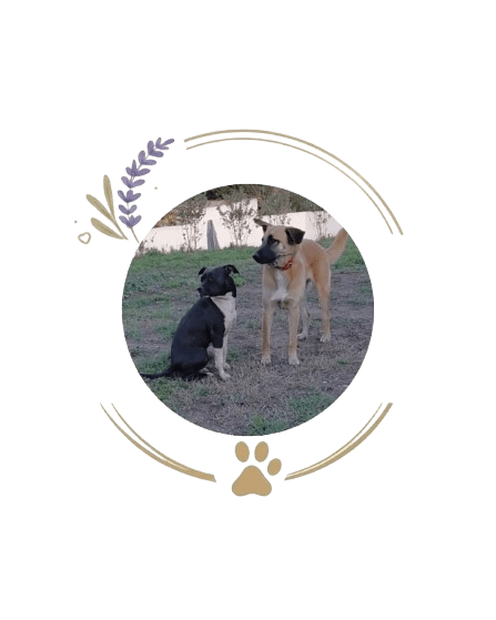 presentation chiens centre aere 6