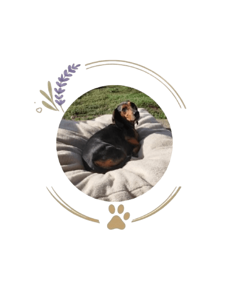 presentation chiens centre aere 7