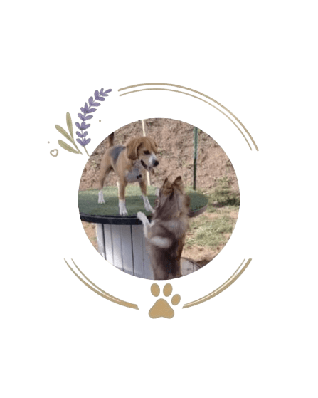 presentation chiens centre aere 8