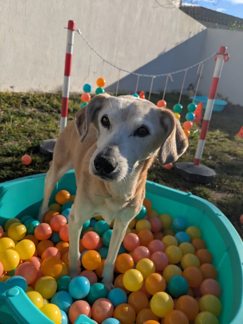 Chien dans une piscine à balles